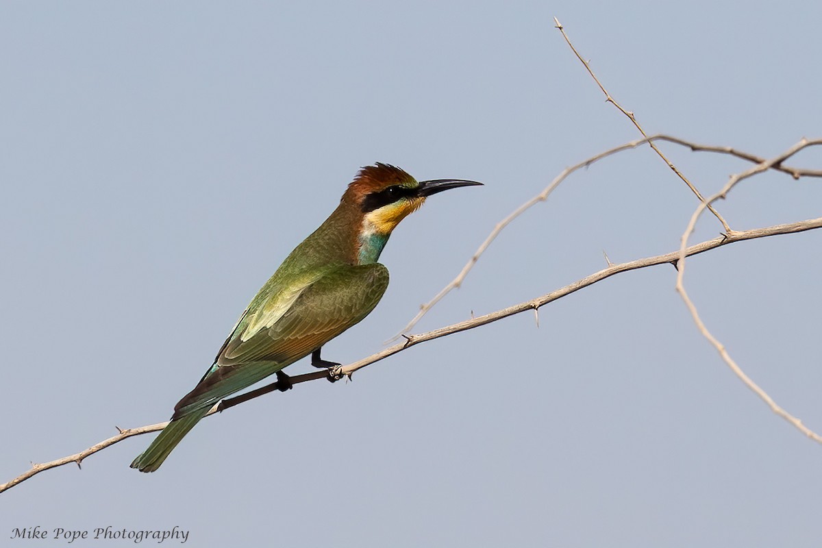 European Bee-eater - ML258075171