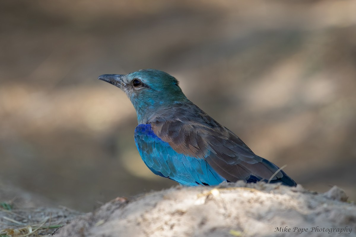 European Roller - ML258075211