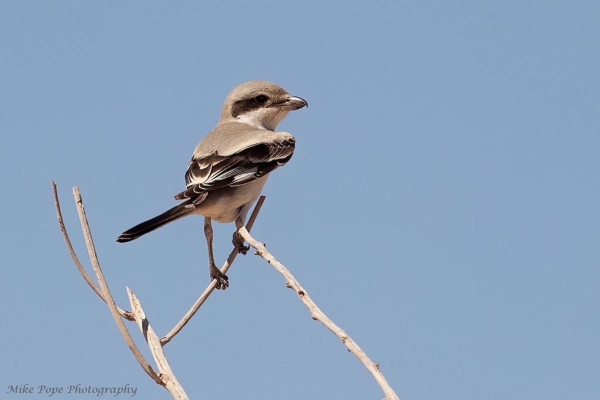 Great Gray Shrike (Steppe) - ML258075251