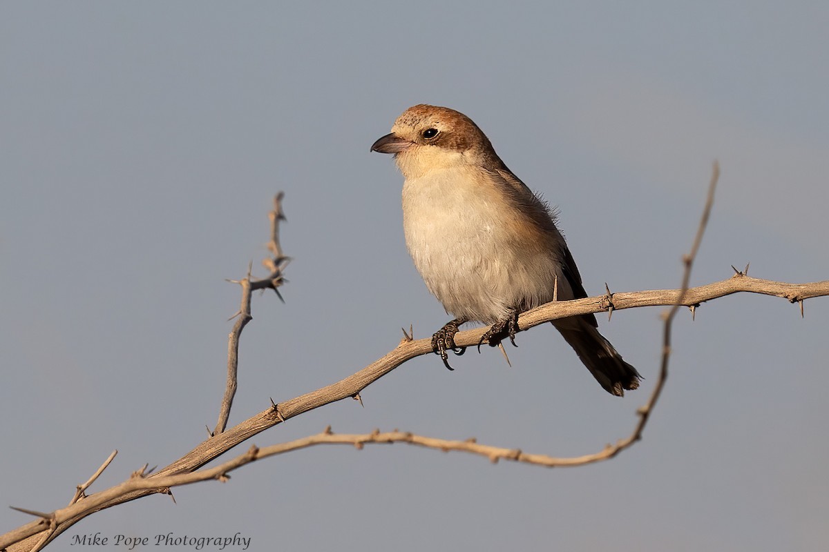 Woodchat Shrike - ML258075271