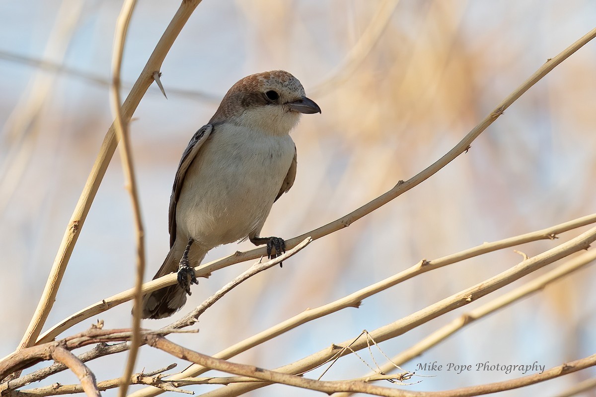 Woodchat Shrike - Mike Pope