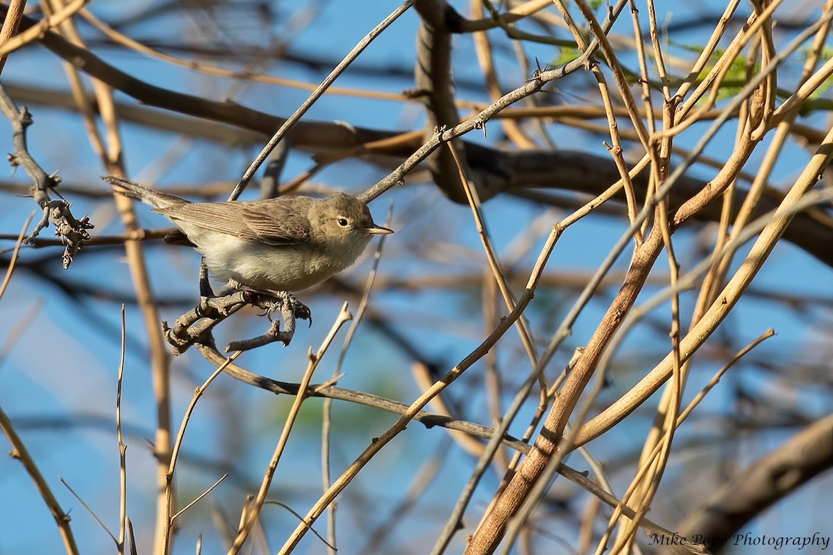 Eastern Olivaceous Warbler - ML258075321