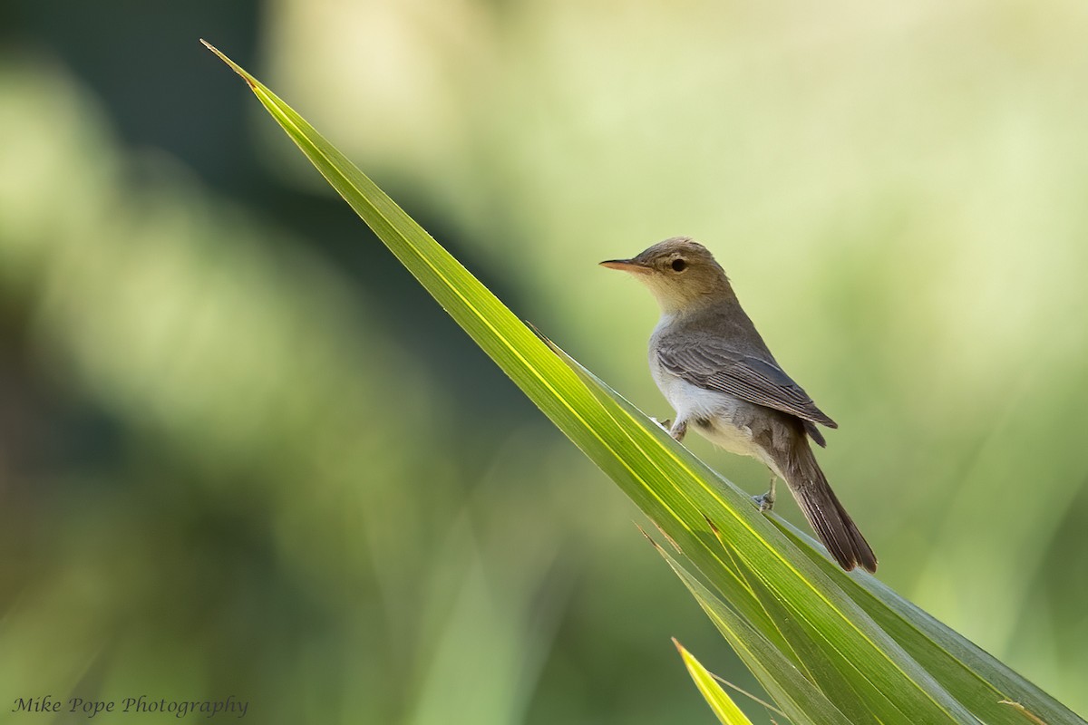 Upcher's Warbler - ML258075341