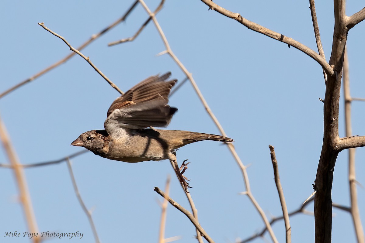 House Sparrow - ML258075361