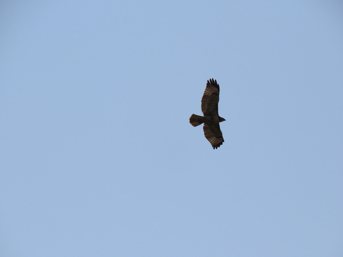 Red-tailed Hawk - ML258075401