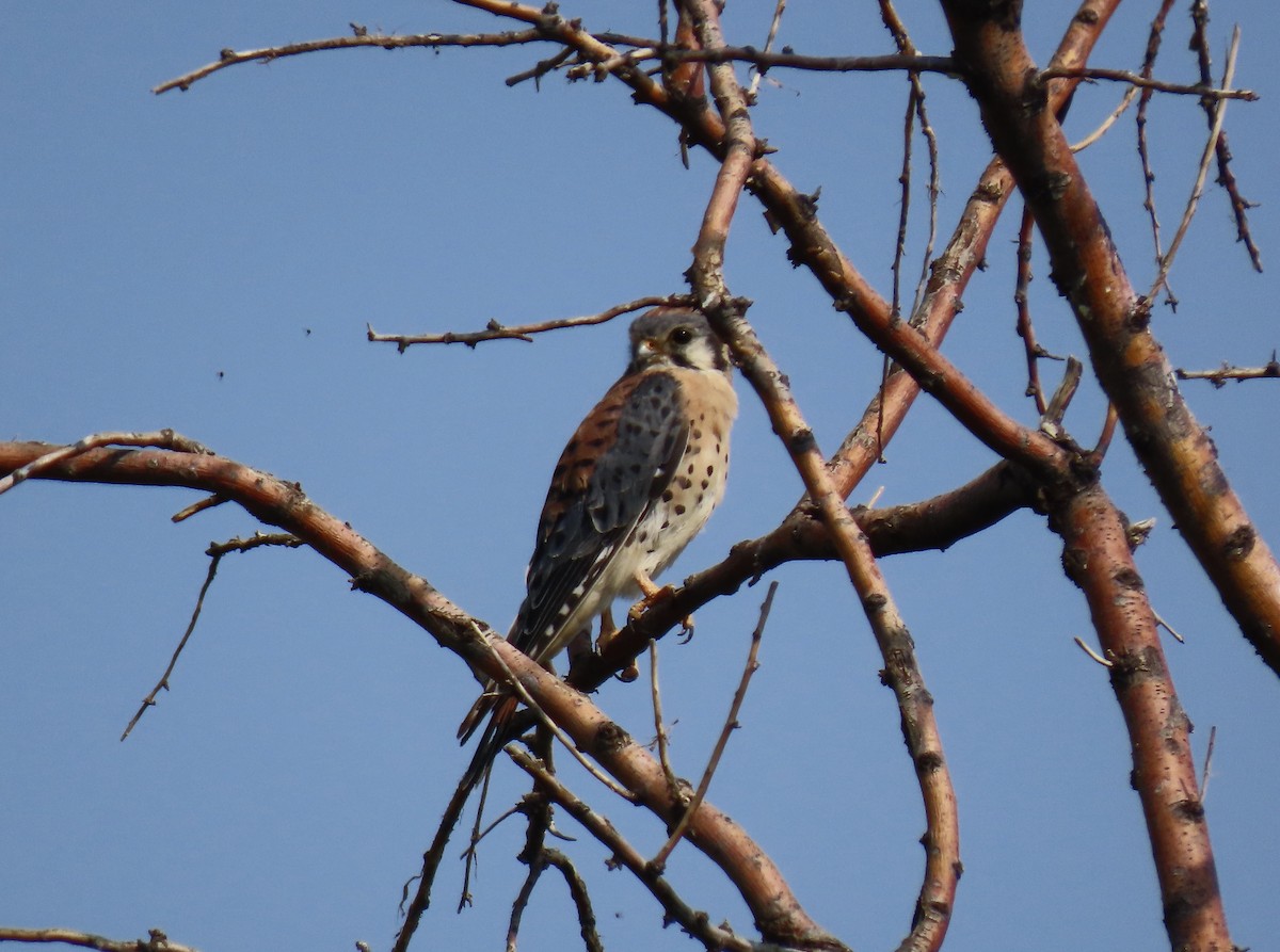 American Kestrel - ML258075541