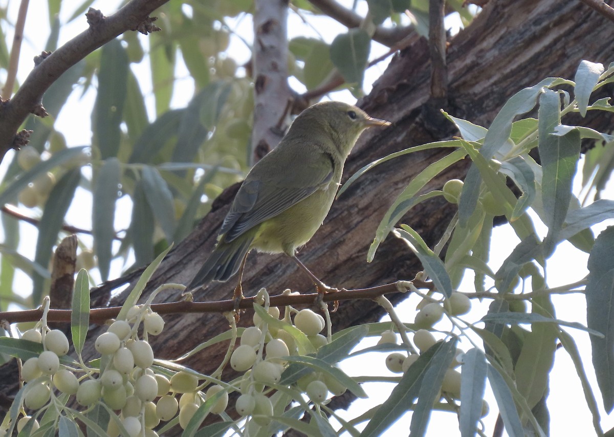 Orange-crowned Warbler - ML258076501