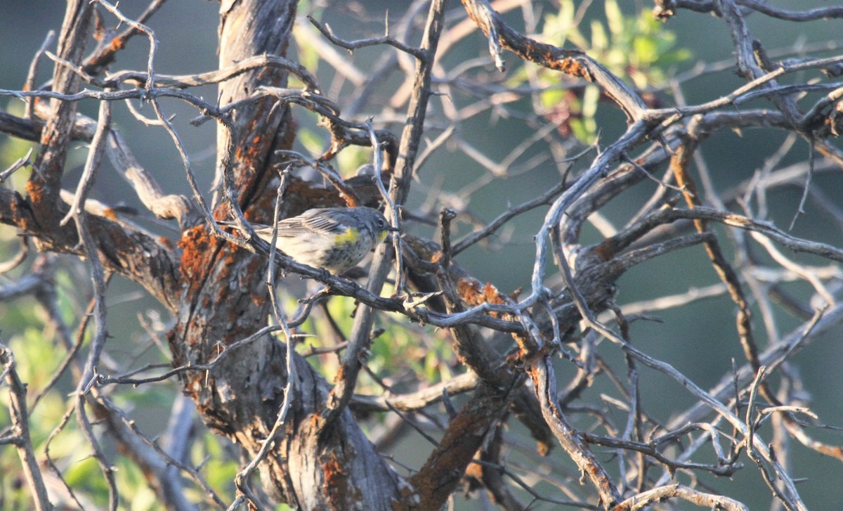 Yellow-rumped Warbler (Audubon's) - ML258077221