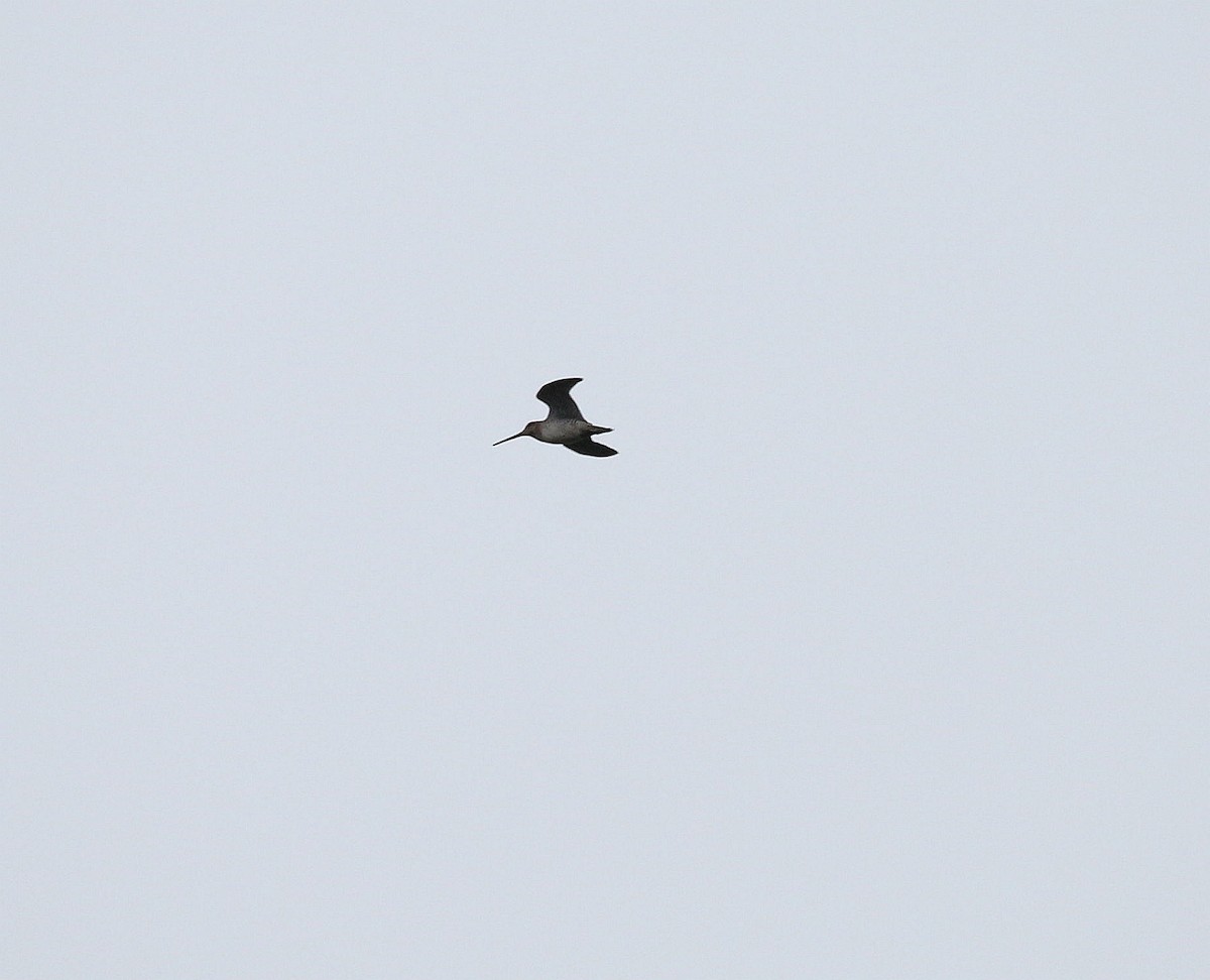 Wilson's Snipe - ML258077241