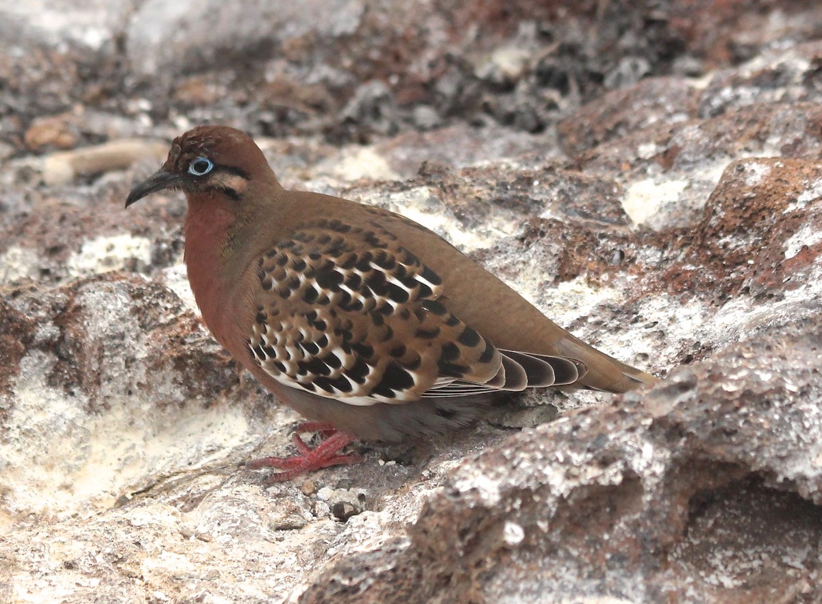 Galapagos Dove - ML25807731