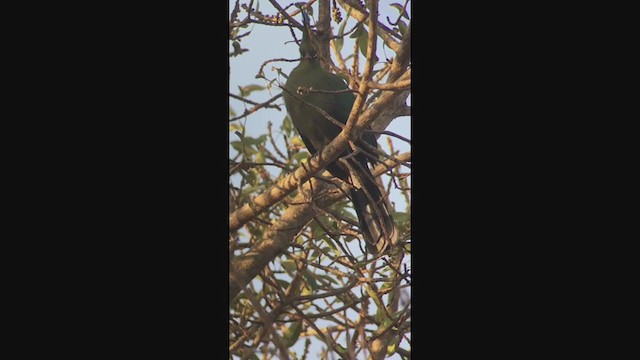 Schalow's Turaco - ML258077911