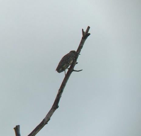 Black-crowned Night Heron - ML258079421