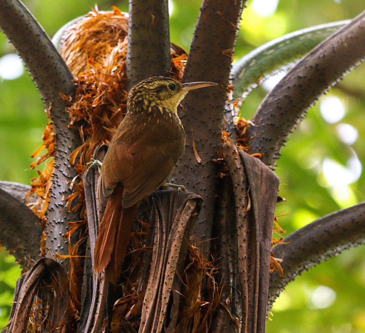 Lesser Woodcreeper - Cristina Rappa