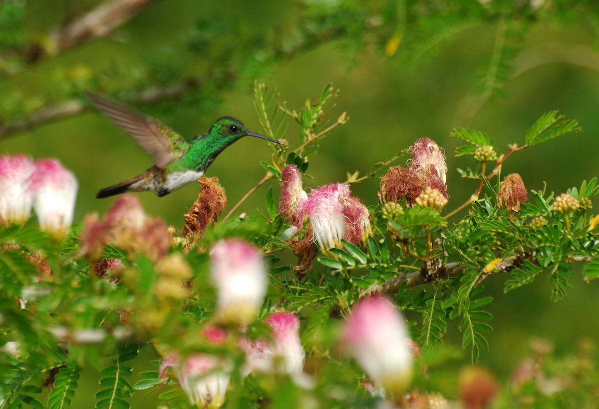 Snowy-bellied Hummingbird - ML25808031