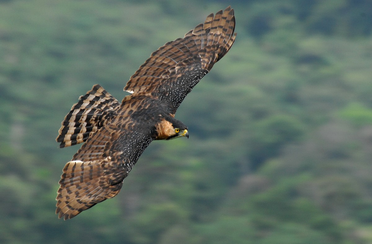 Ornate Hawk-Eagle - David M. Bell