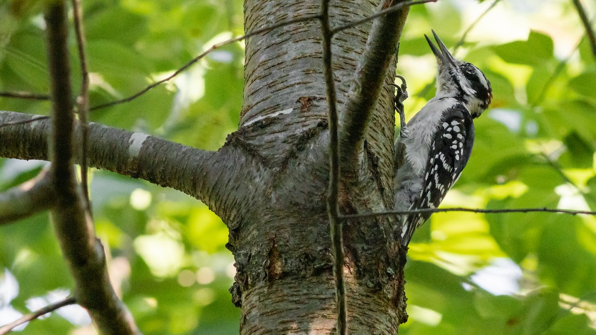 Hairy Woodpecker - ML258081861