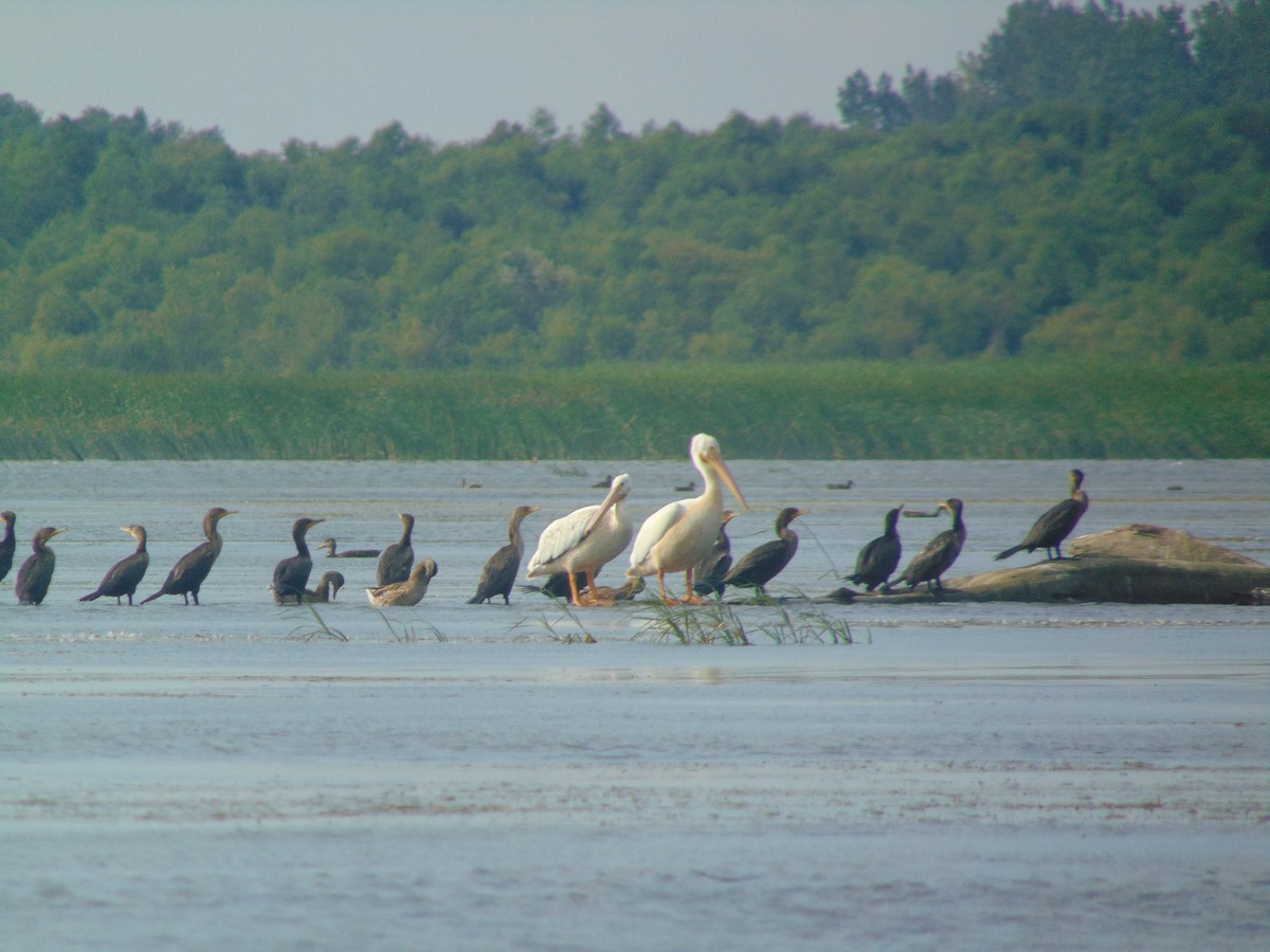 American White Pelican - ML258082051