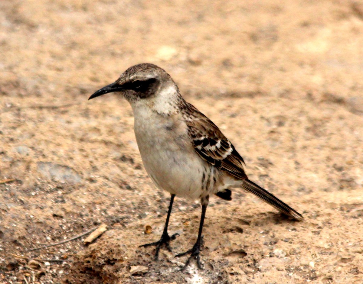 Galapagos Mockingbird - ML25808231