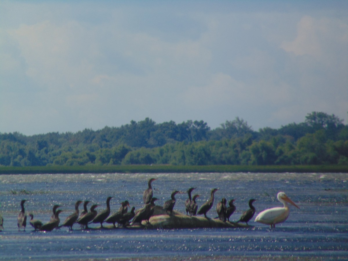 American White Pelican - ML258082361