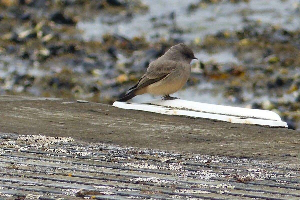 Say's Phoebe - ML258083091