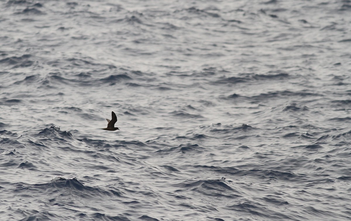 Bulwer's Petrel - ML258083531