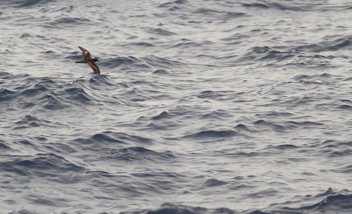 Bulwer's Petrel - ML258083621