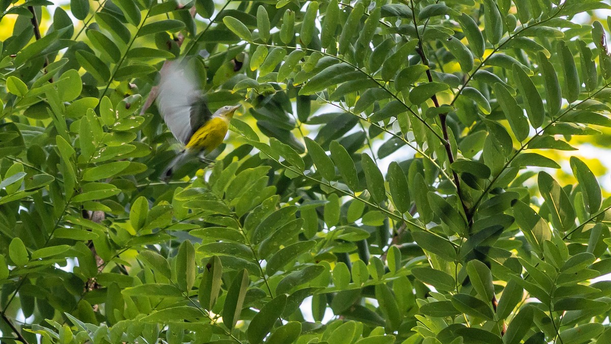 Magnolia Warbler - ML258083921