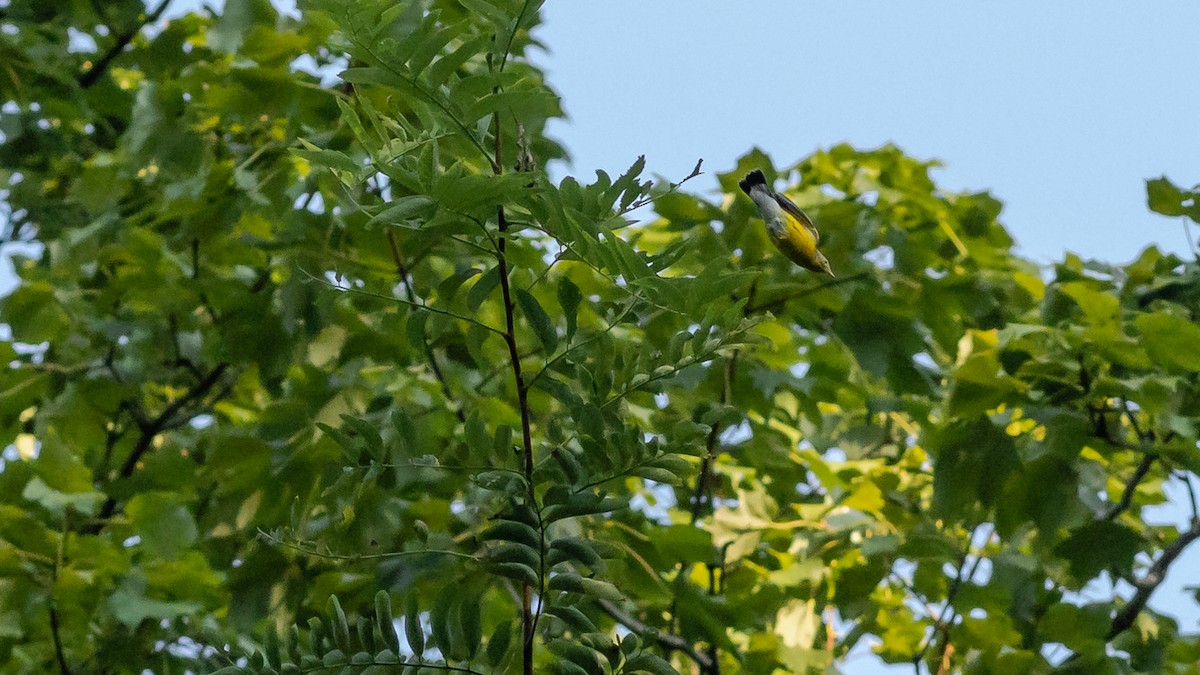 Magnolia Warbler - ML258083991