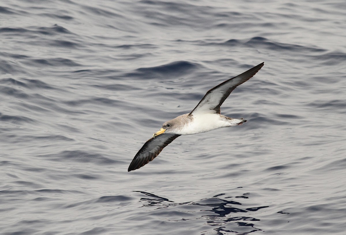 Cory's Shearwater (borealis) - ML258084591