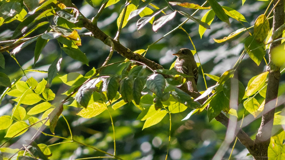 Acadian Flycatcher - ML258084711