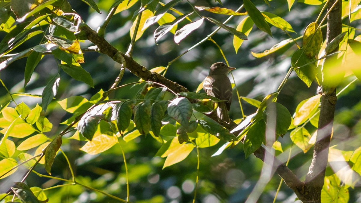 Acadian Flycatcher - ML258084731