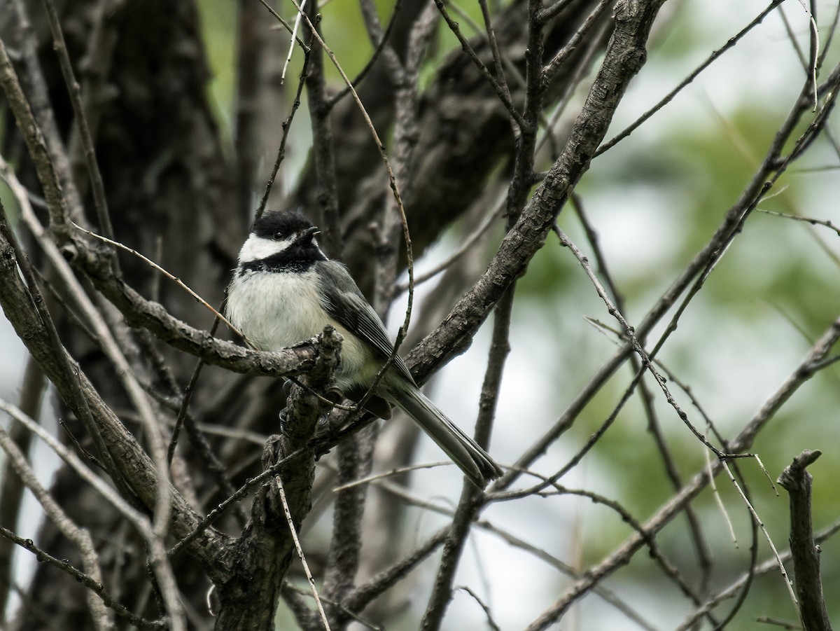 Black-capped Chickadee - ML258085201