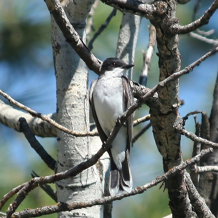 Eastern Kingbird - Sue&Gary Milks