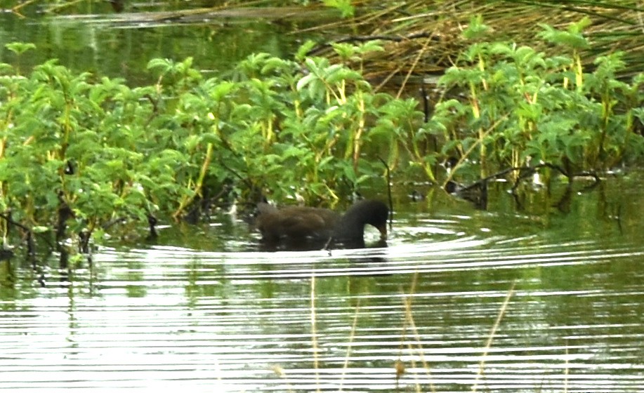 Eurasian Moorhen - Blair Whyte