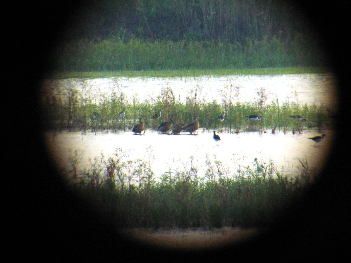 Fulvous Whistling-Duck - ML25808861