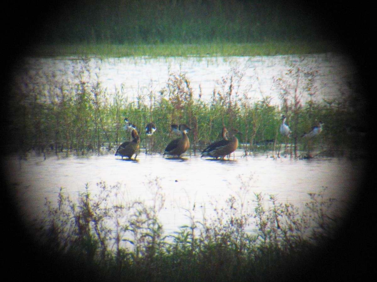 Fulvous Whistling-Duck - ML25808881