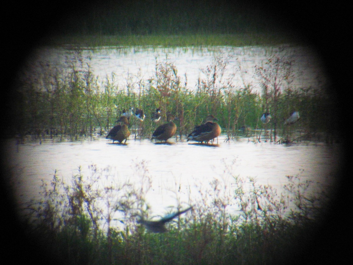 Fulvous Whistling-Duck - ML25808901