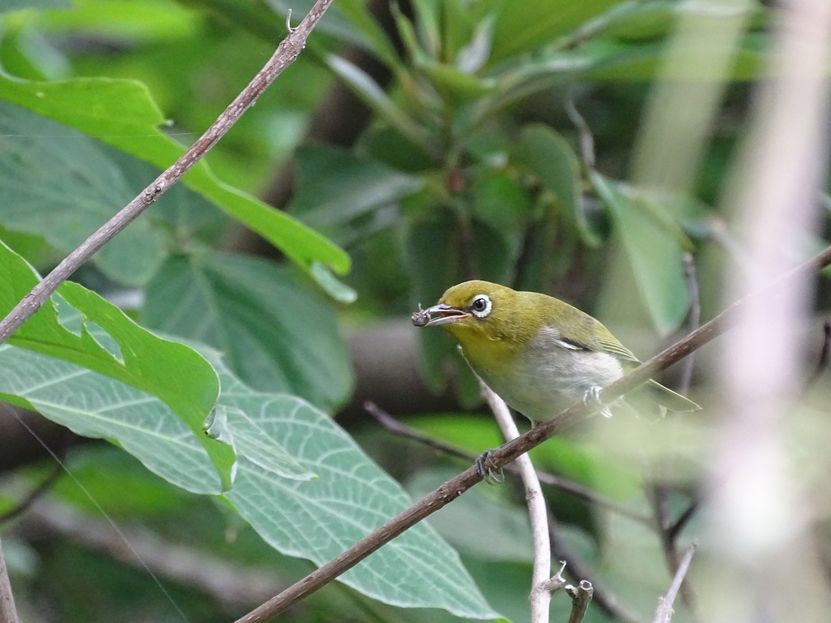 Warbling White-eye - ML258089191