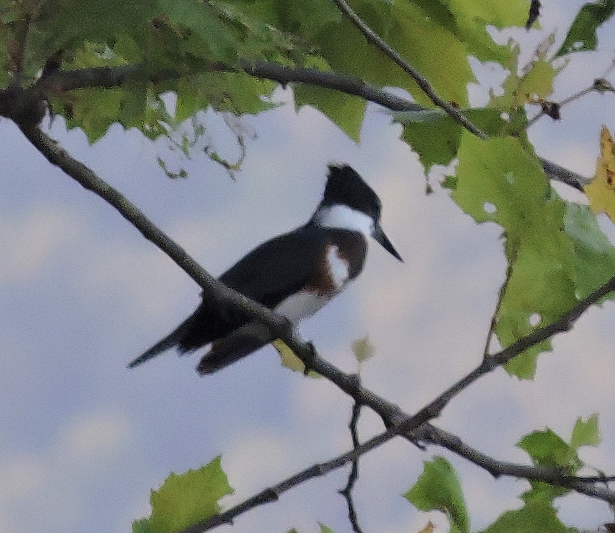 Belted Kingfisher - ML258089791