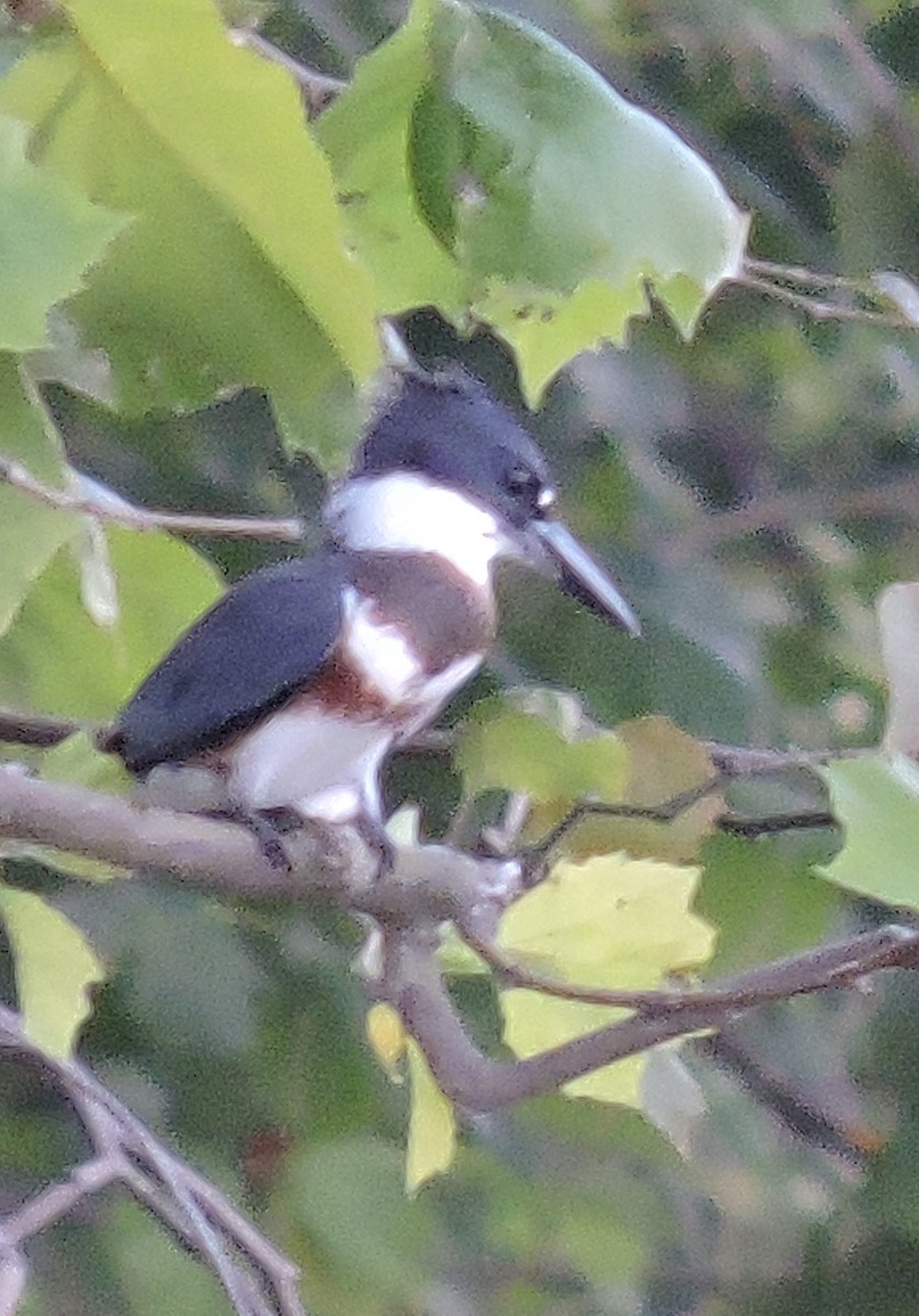 Belted Kingfisher - ML258089801