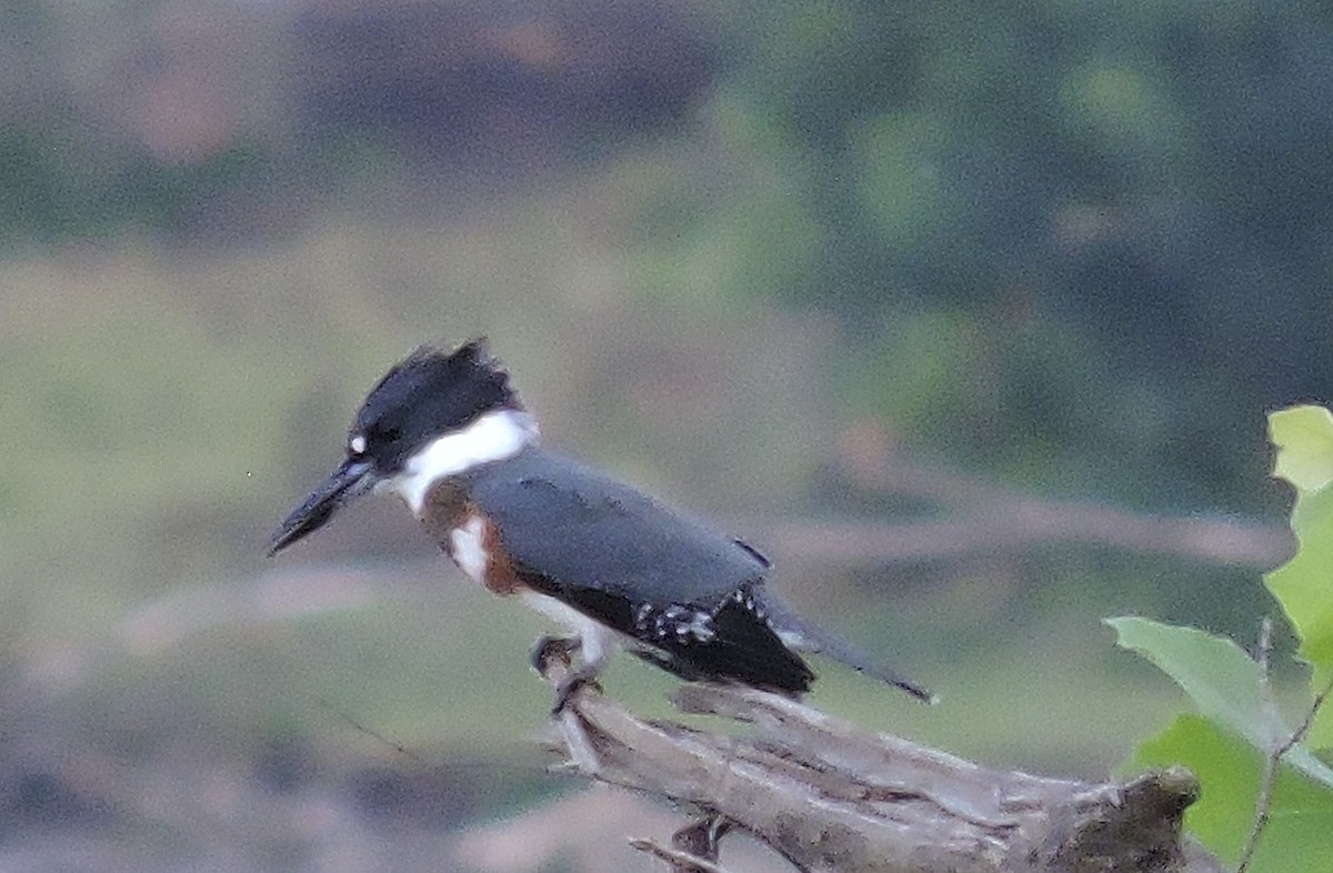 Belted Kingfisher - ML258089811