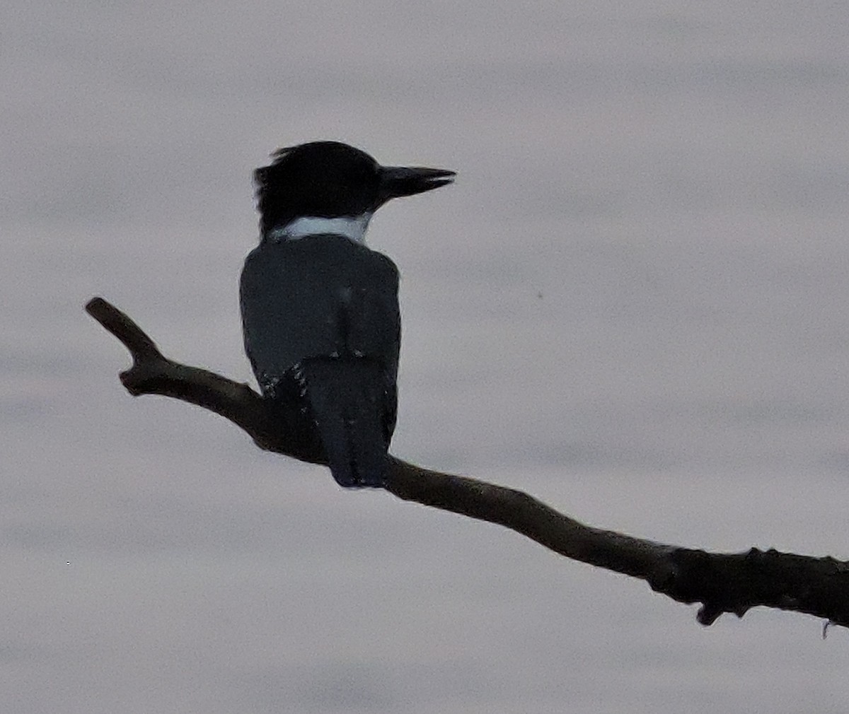 Belted Kingfisher - ML258089831