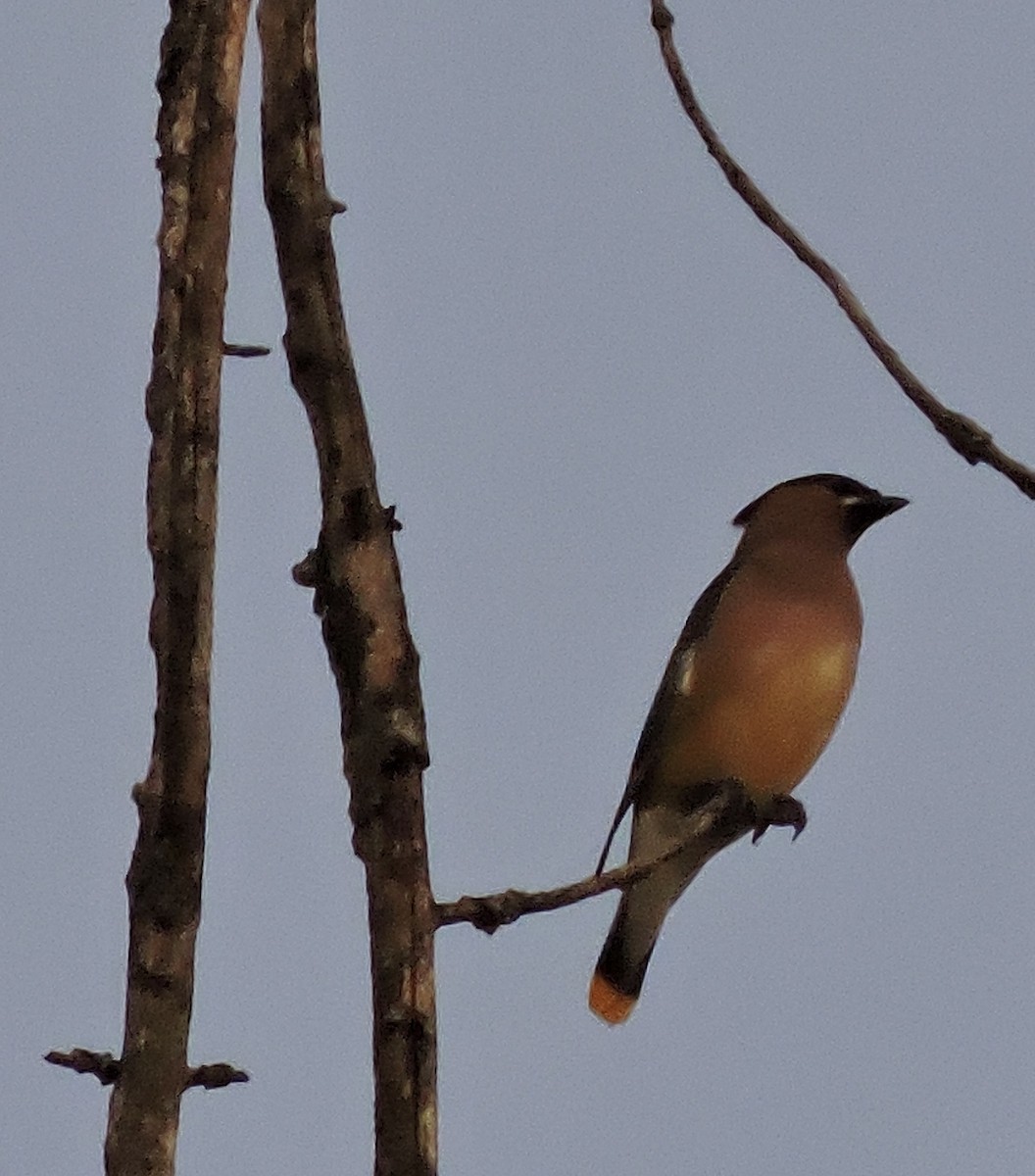 Cedar Waxwing - ML258089871