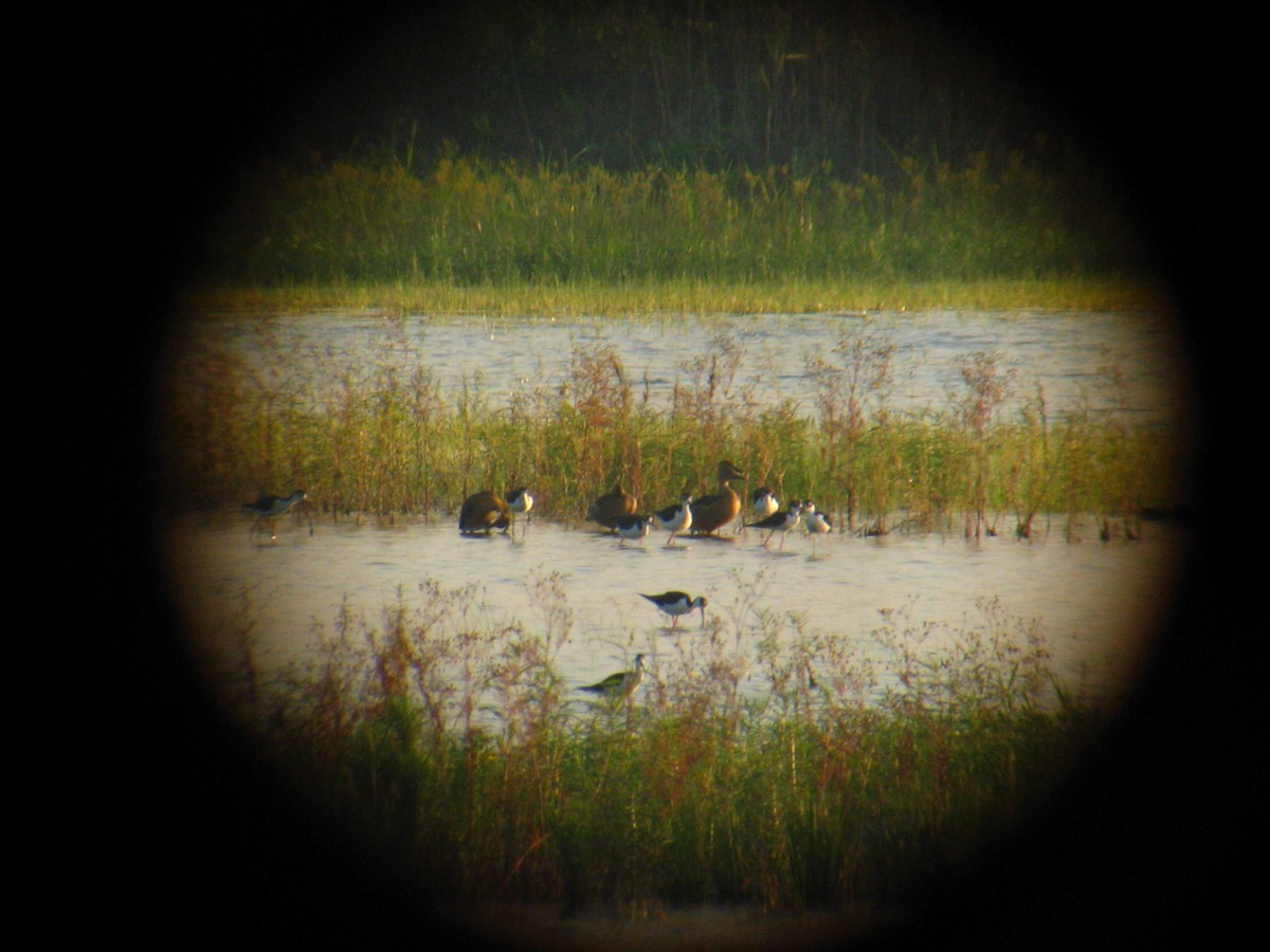 Black-necked Stilt - ML25809041