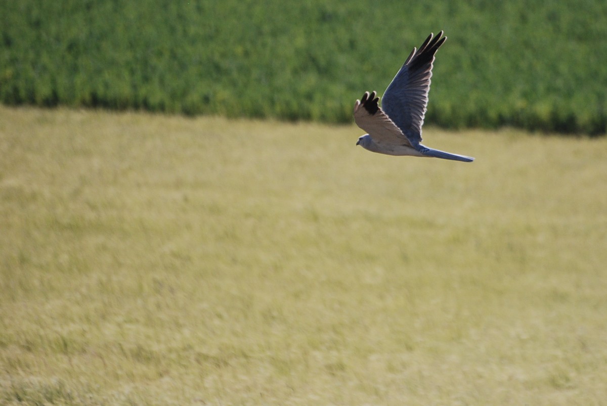 Pallid Harrier - ML258091781