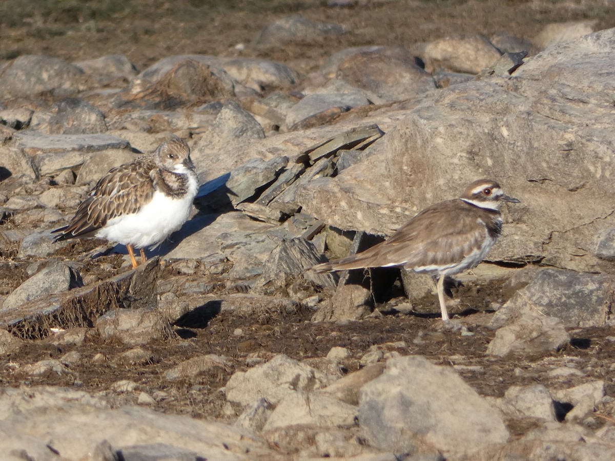 Ruddy Turnstone - ML258092331