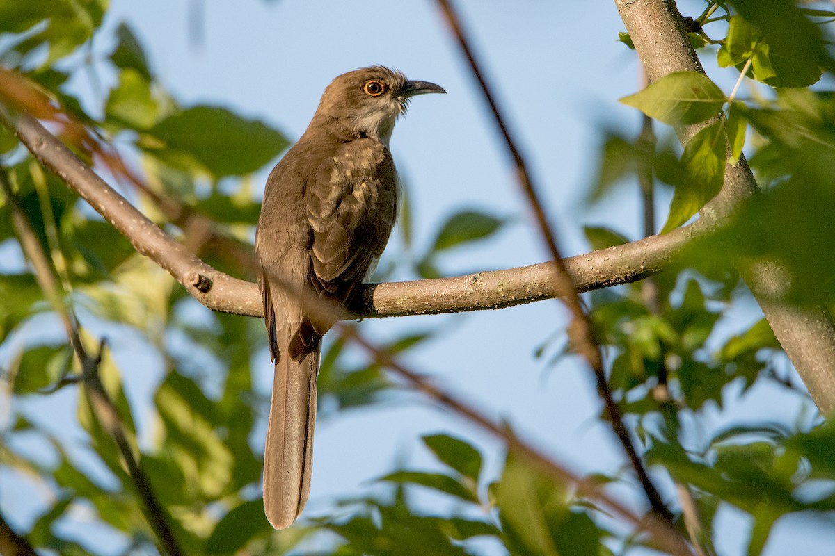 Black-billed Cuckoo - Sue Barth