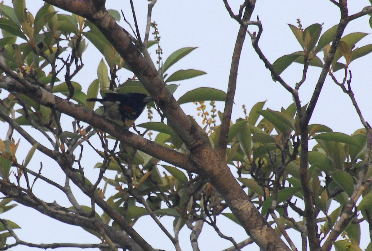 Spot-crowned Barbet - ML25809261