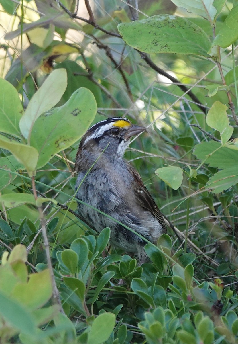 White-throated Sparrow - ML258094111