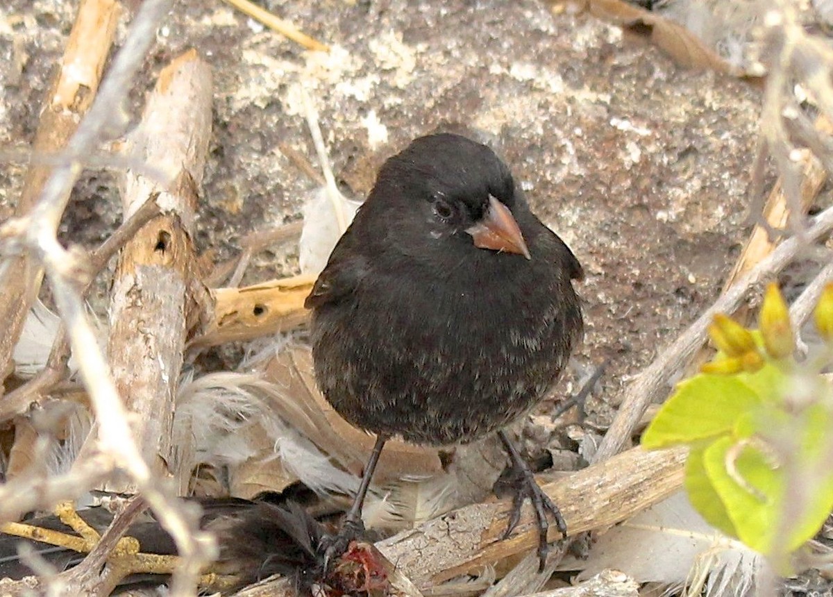 Genovesa Ground-Finch - Stuart White